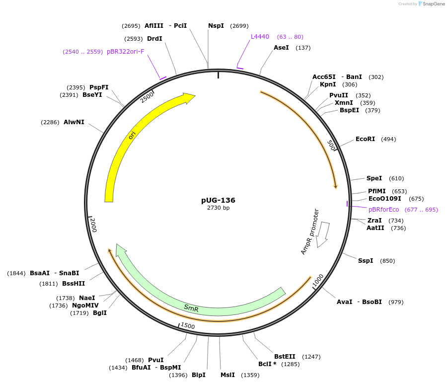 104704-plasmid-map-sequence-id-206207