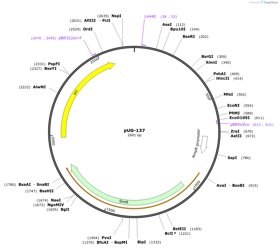 104705-plasmid-map-sequence-id-206208