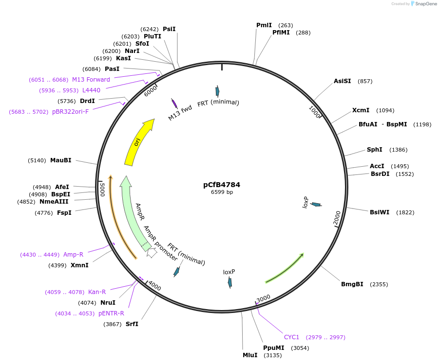 106148-plasmid-map-sequence-id-206212