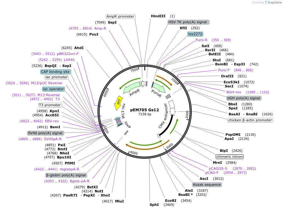 109357-plasmid-map-sequence-id-206218