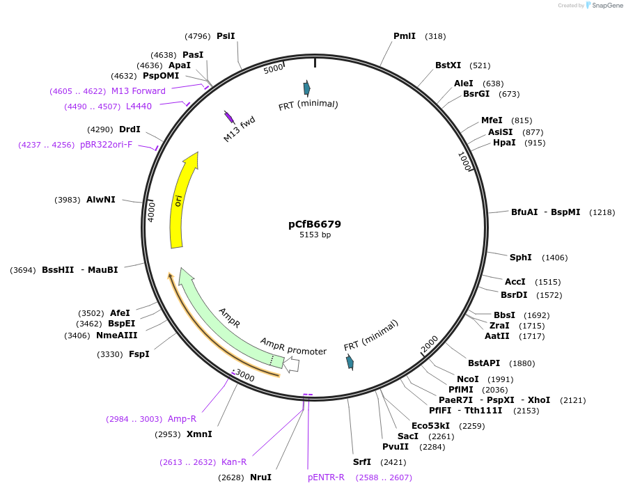 106158-plasmid-map-sequence-id-206236