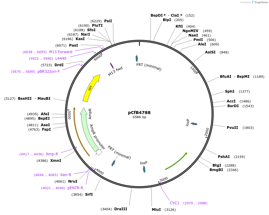 106139-plasmid-map-sequence-id-206240