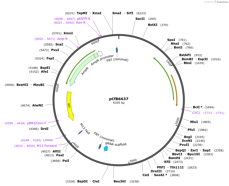 106164-plasmid-map-sequence-id-206244