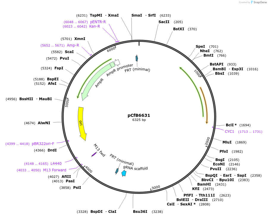106161-plasmid-map-sequence-id-206246
