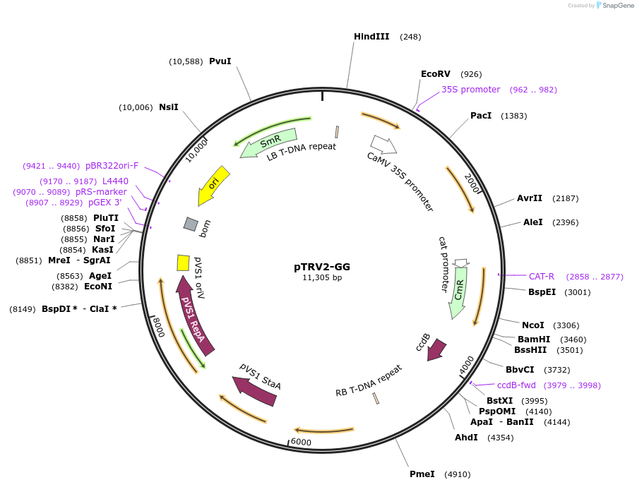105349-plasmid-map-sequence-id-206251