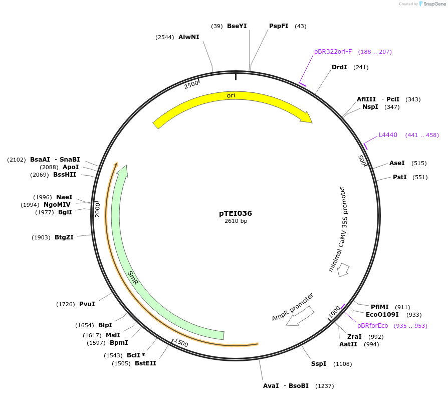 105350-plasmid-map-sequence-id-206263
