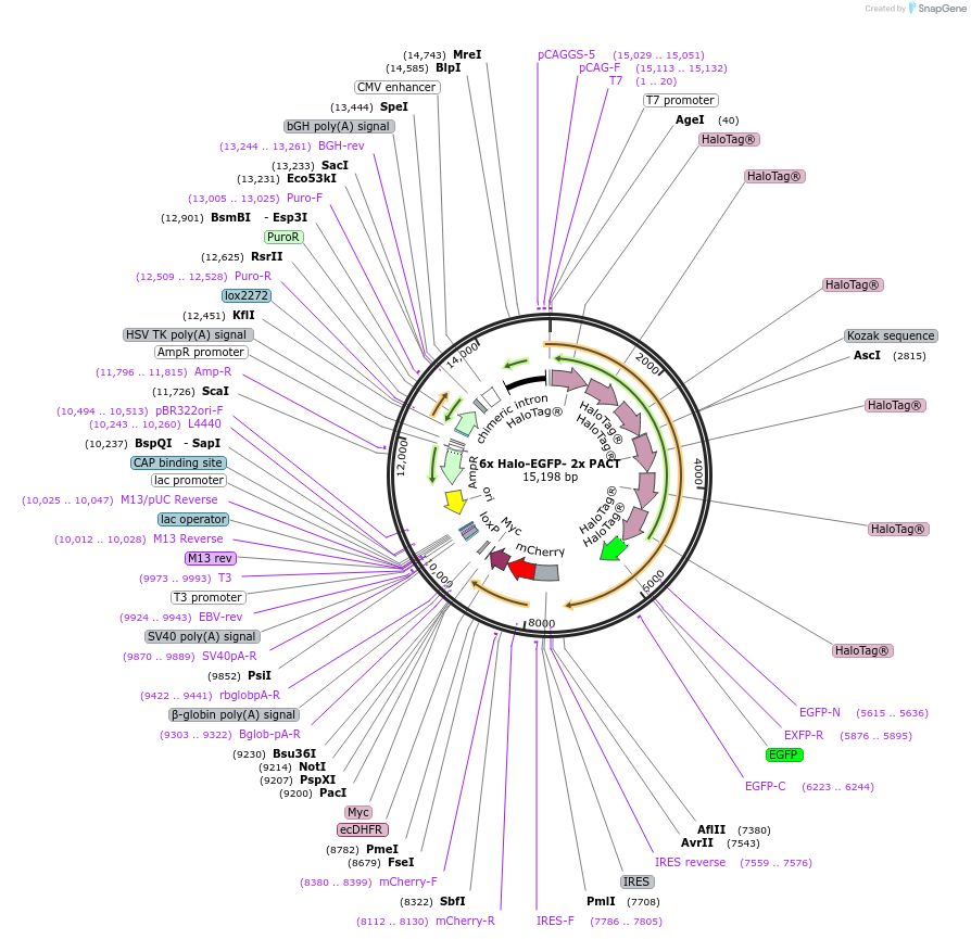 107265-plasmid-map-sequence-id-206264