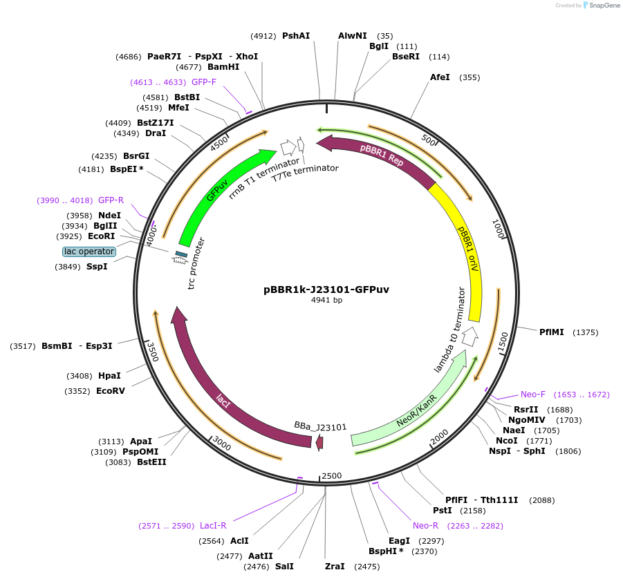106388-plasmid-map-sequence-id-206268