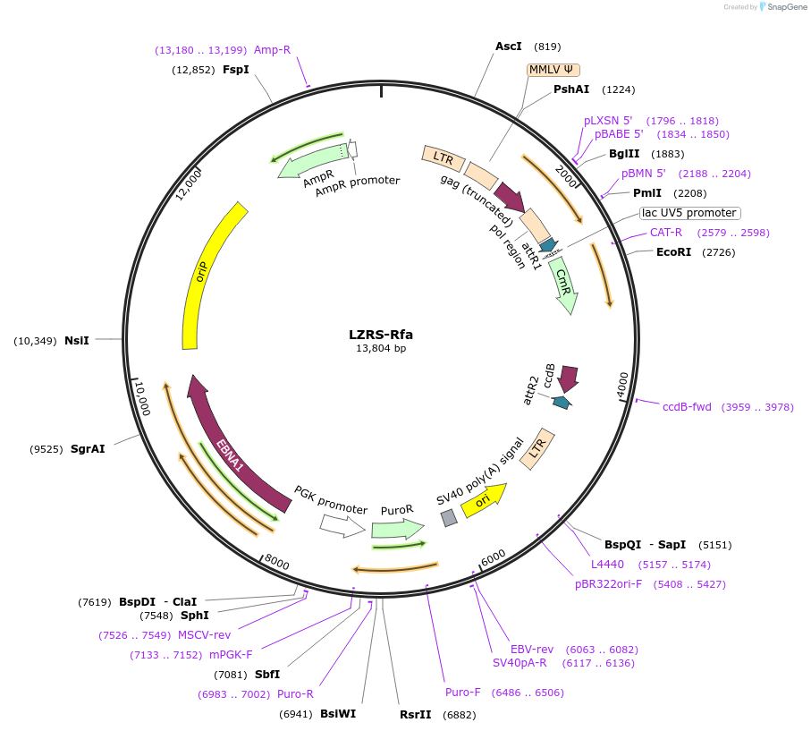 31601-plasmid-map-sequence-id-206272