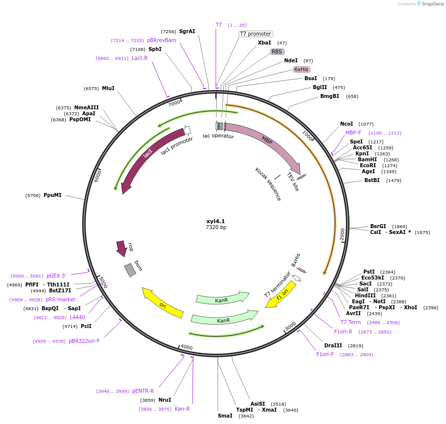 107212-plasmid-map-sequence-id-206274