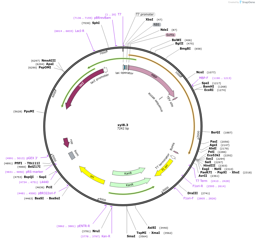 107217-plasmid-map-sequence-id-206279