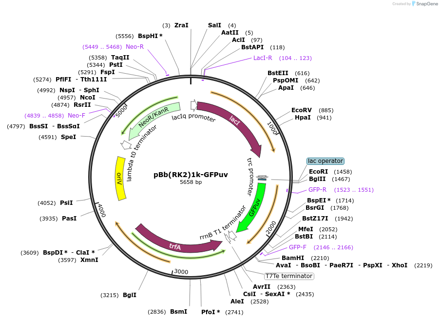 106394-plasmid-map-sequence-id-206280