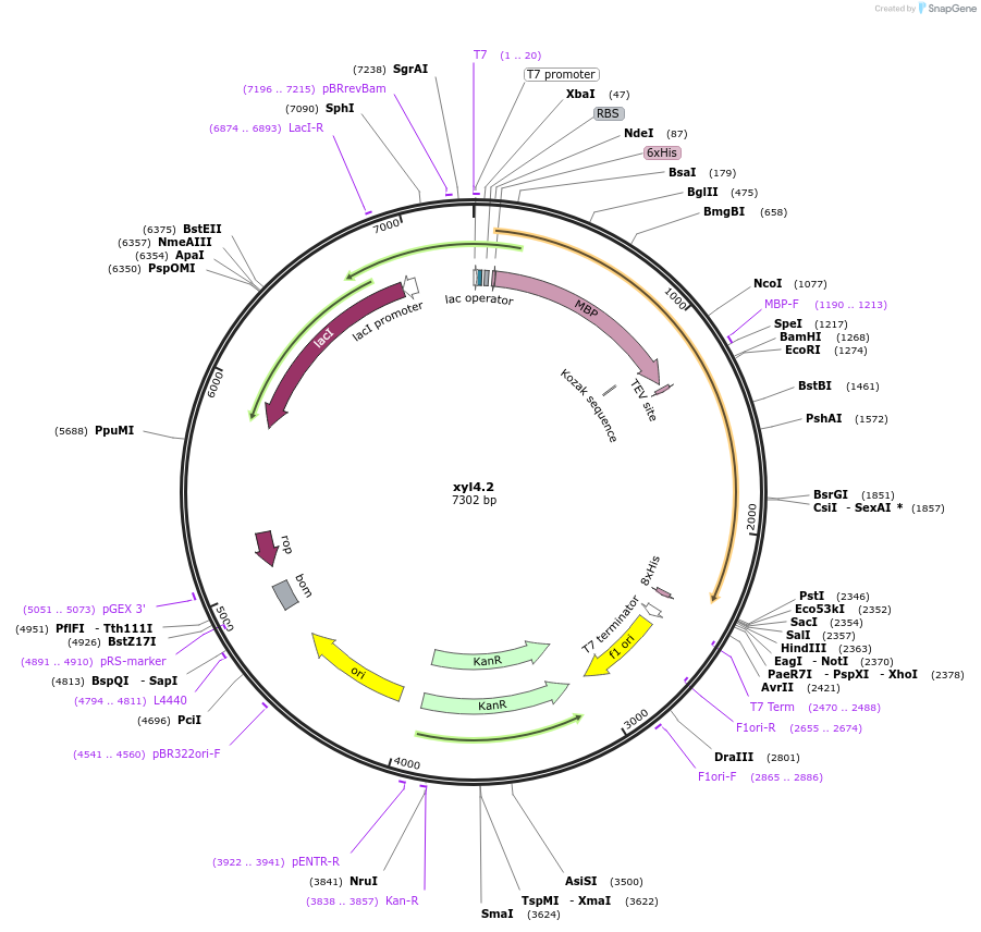 107213-plasmid-map-sequence-id-206281