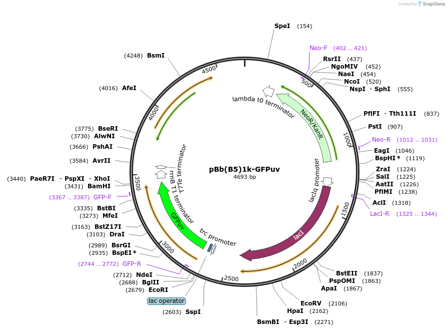 106393-plasmid-map-sequence-id-206283