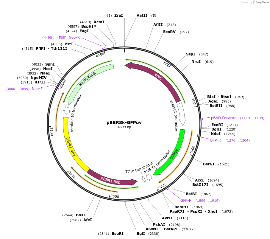 106385-plasmid-map-sequence-id-206288