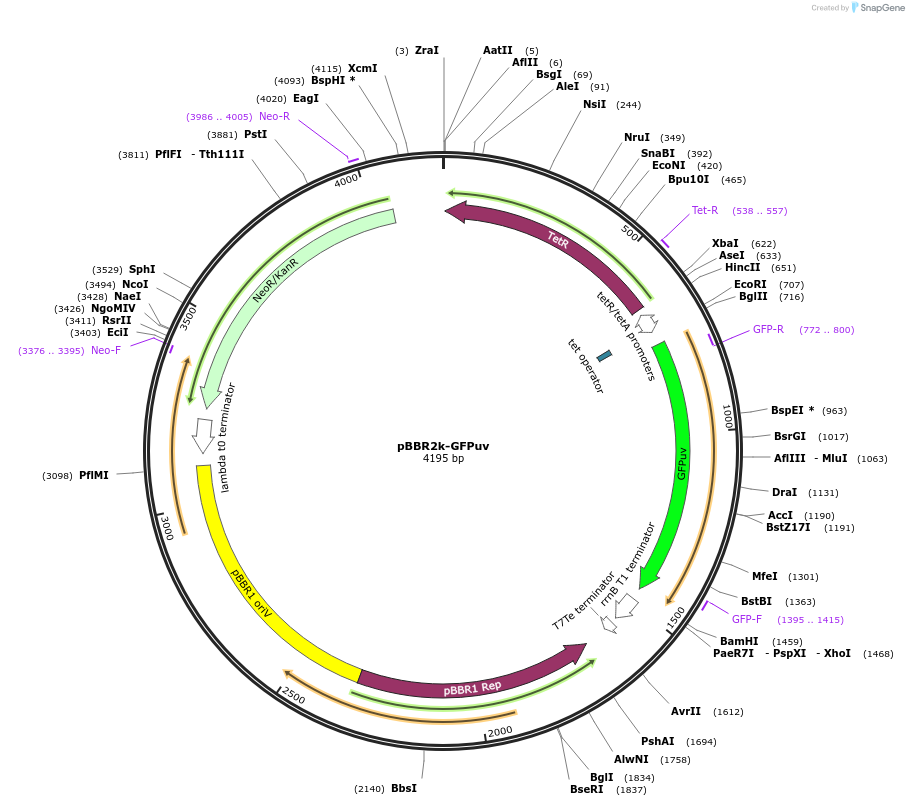 106383-plasmid-map-sequence-id-206289