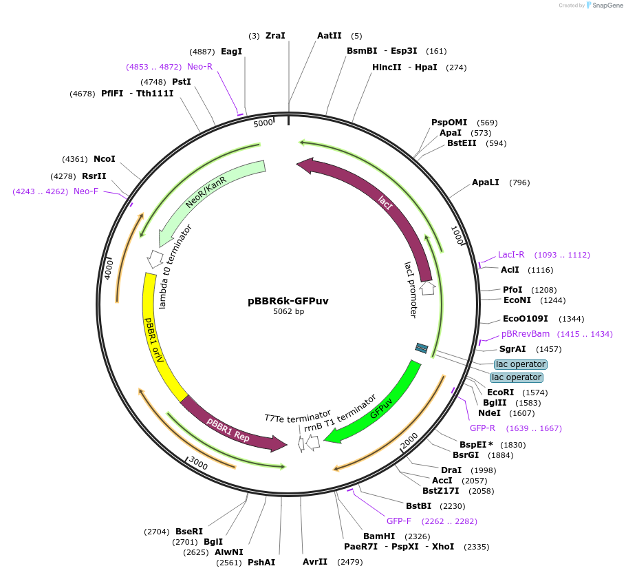 106384-plasmid-map-sequence-id-206290