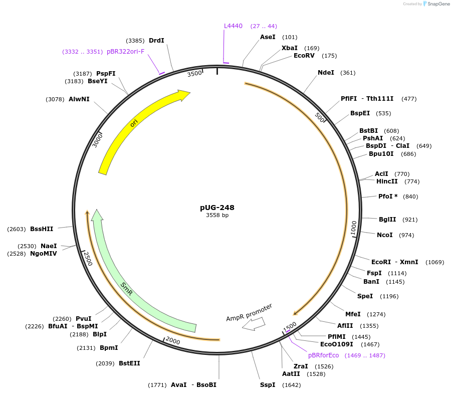 104709-plasmid-map-sequence-id-206291