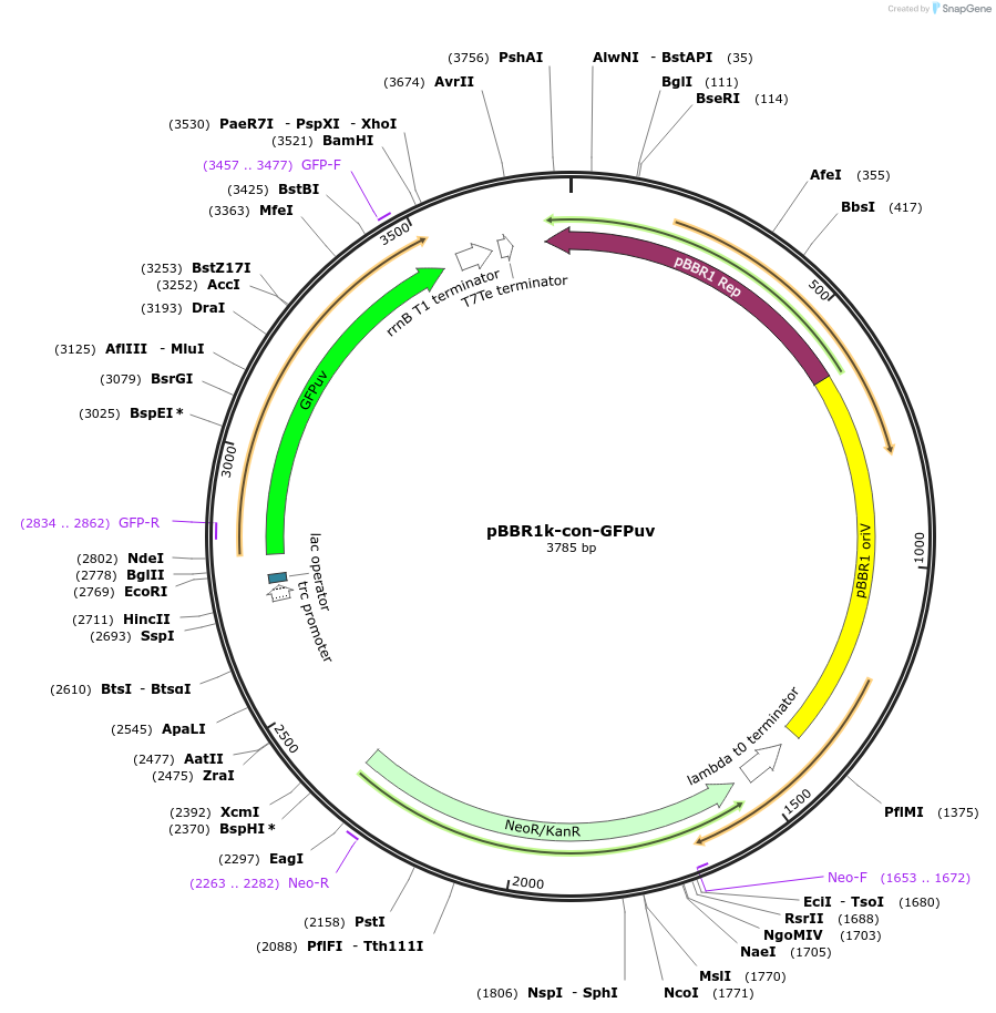 106386-plasmid-map-sequence-id-206294