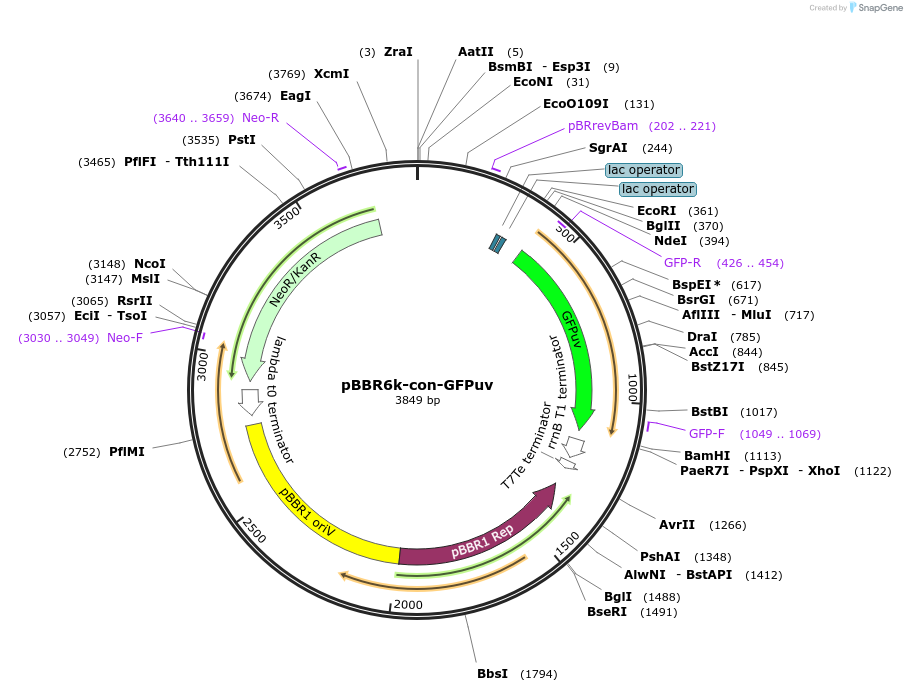 106387-plasmid-map-sequence-id-206296