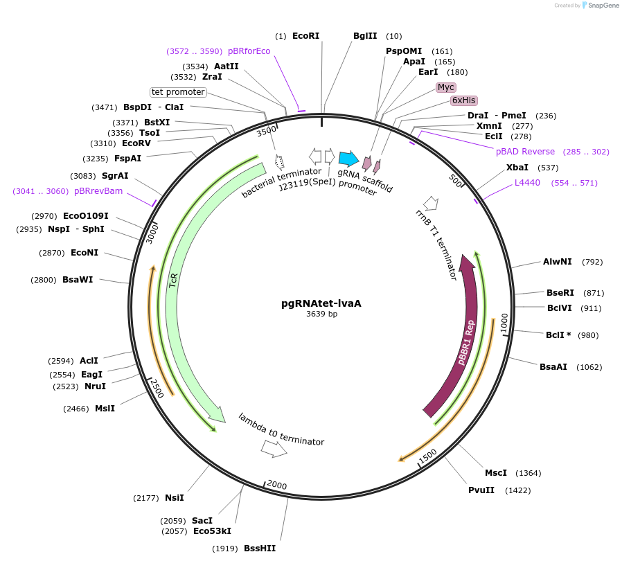 106397-plasmid-map-sequence-id-206301