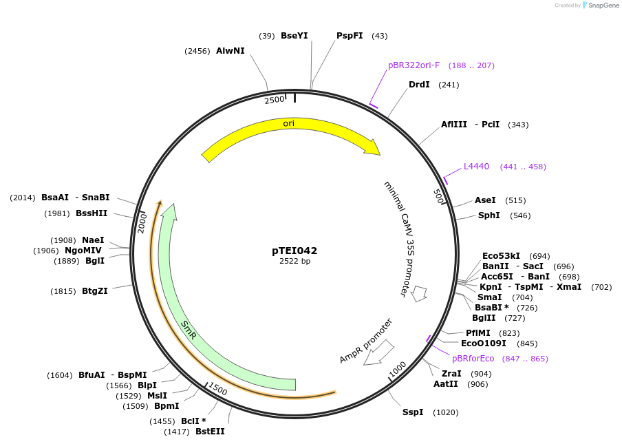 105351-plasmid-map-sequence-id-206302