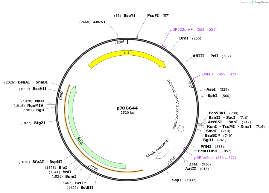 105352-plasmid-map-sequence-id-206303
