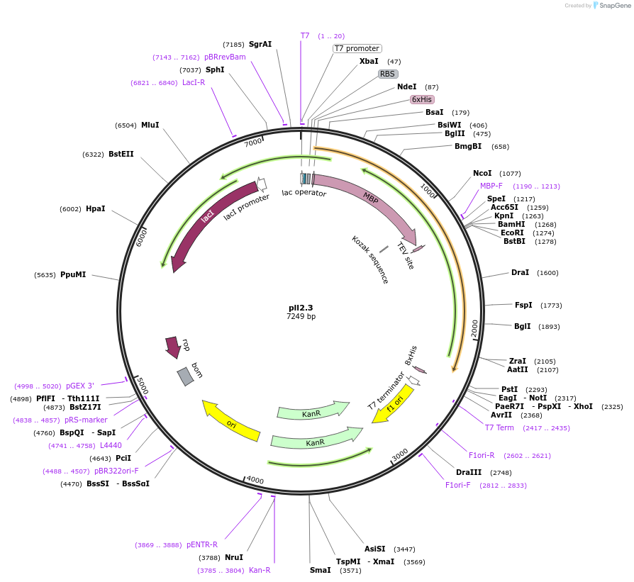 107204-plasmid-map-sequence-id-206310