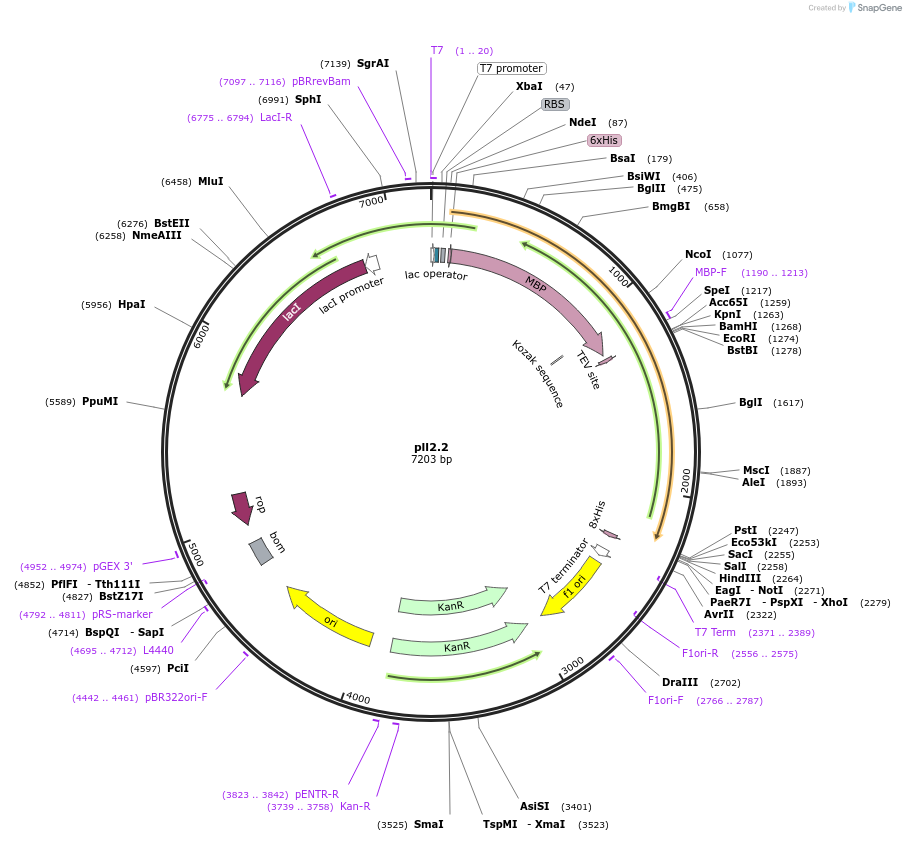 107203-plasmid-map-sequence-id-206314