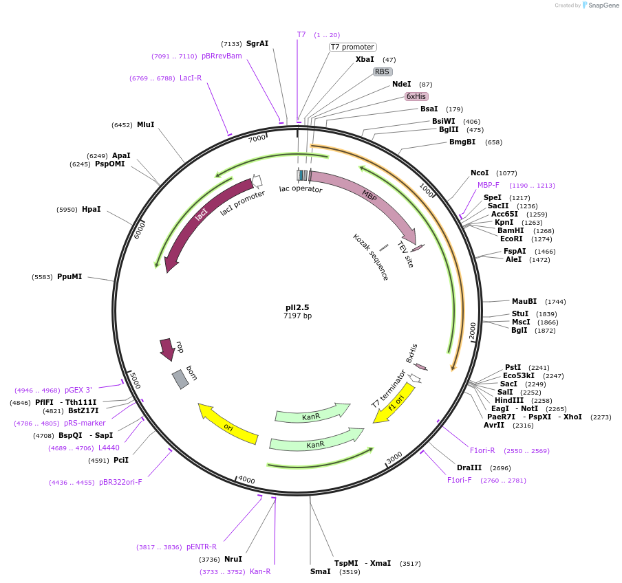107206-plasmid-map-sequence-id-206315