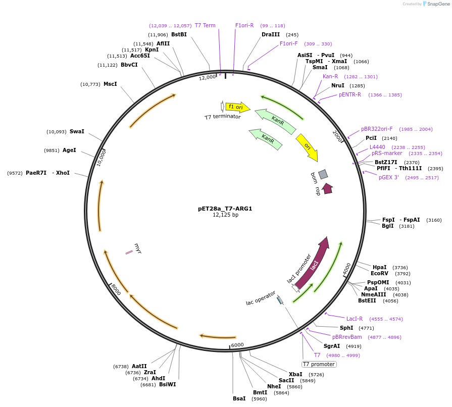 106473-plasmid-map-sequence-id-206317