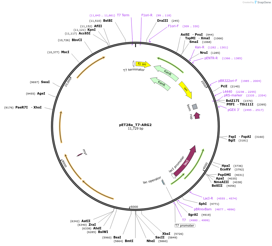 106474-plasmid-map-sequence-id-206318