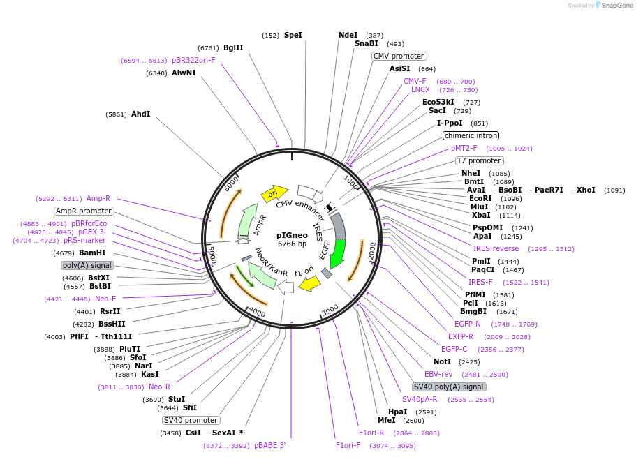 52116-plasmid-map-sequence-id-206319