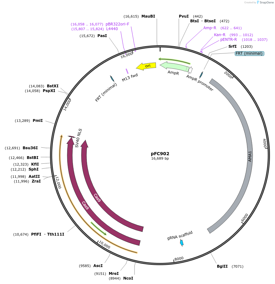 106904-plasmid-map-sequence-id-206325