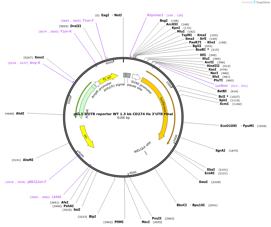 107009-plasmid-map-sequence-id-206327