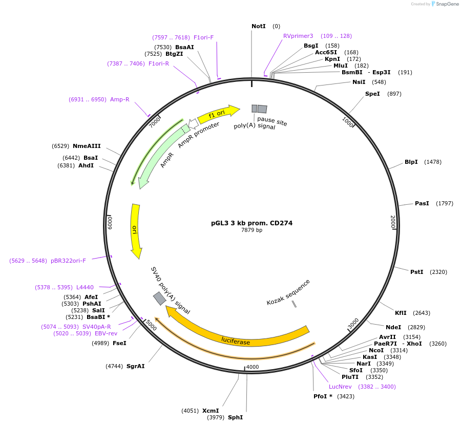 107004-plasmid-map-sequence-id-206328