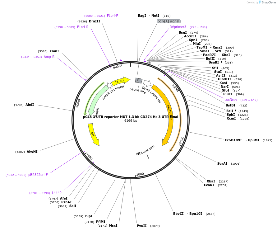 107010-plasmid-map-sequence-id-206329