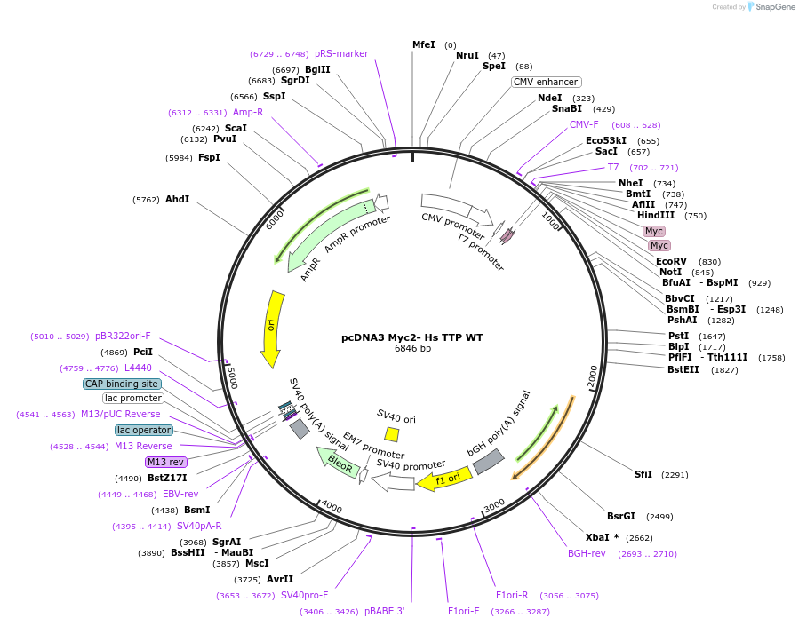 107008-plasmid-map-sequence-id-206330