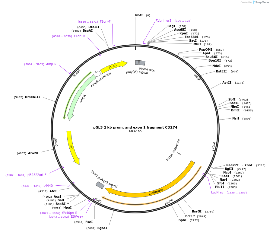 107007-plasmid-map-sequence-id-206331