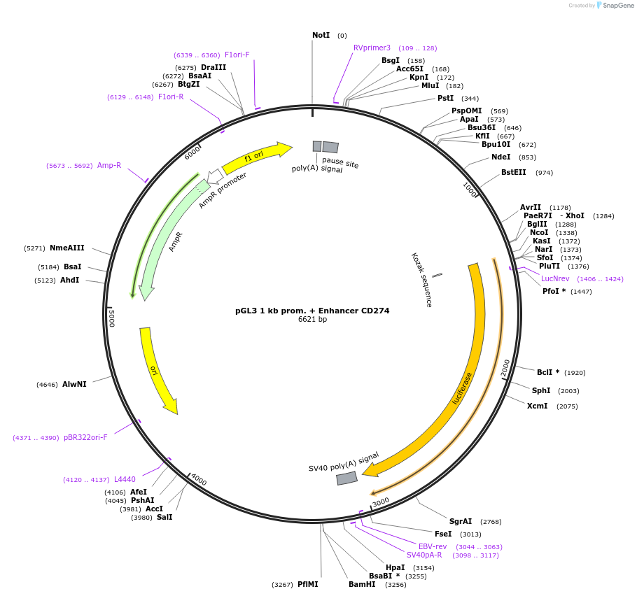 107005-plasmid-map-sequence-id-206332