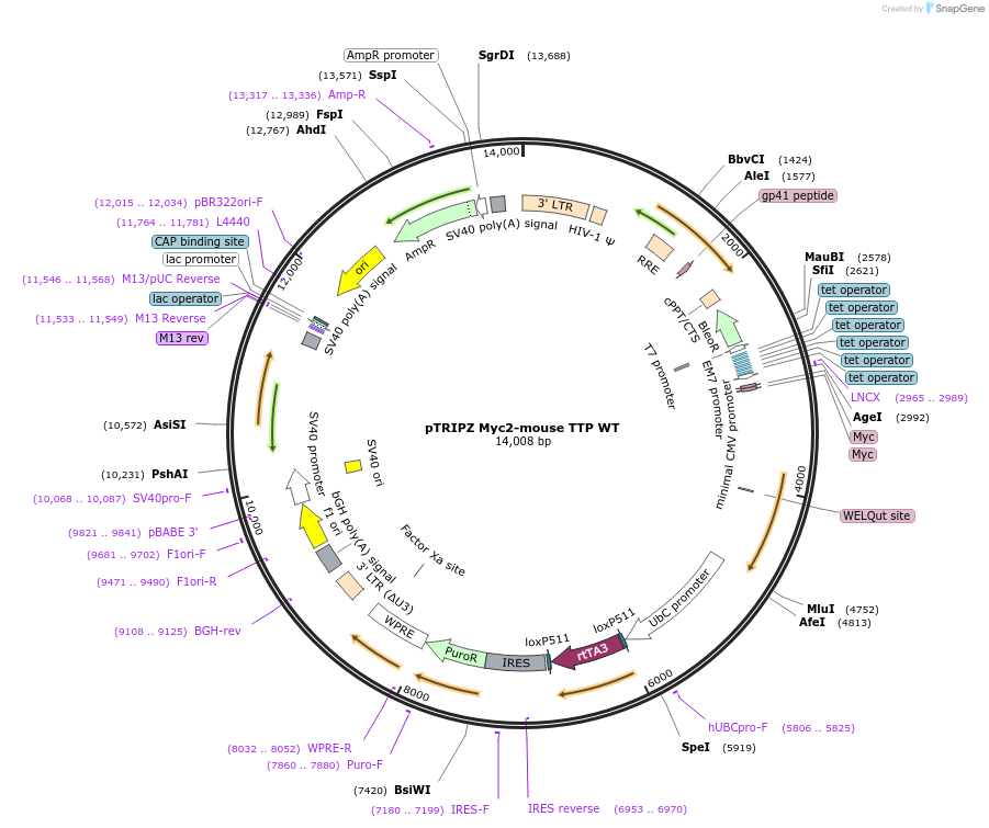 107000-plasmid-map-sequence-id-206335