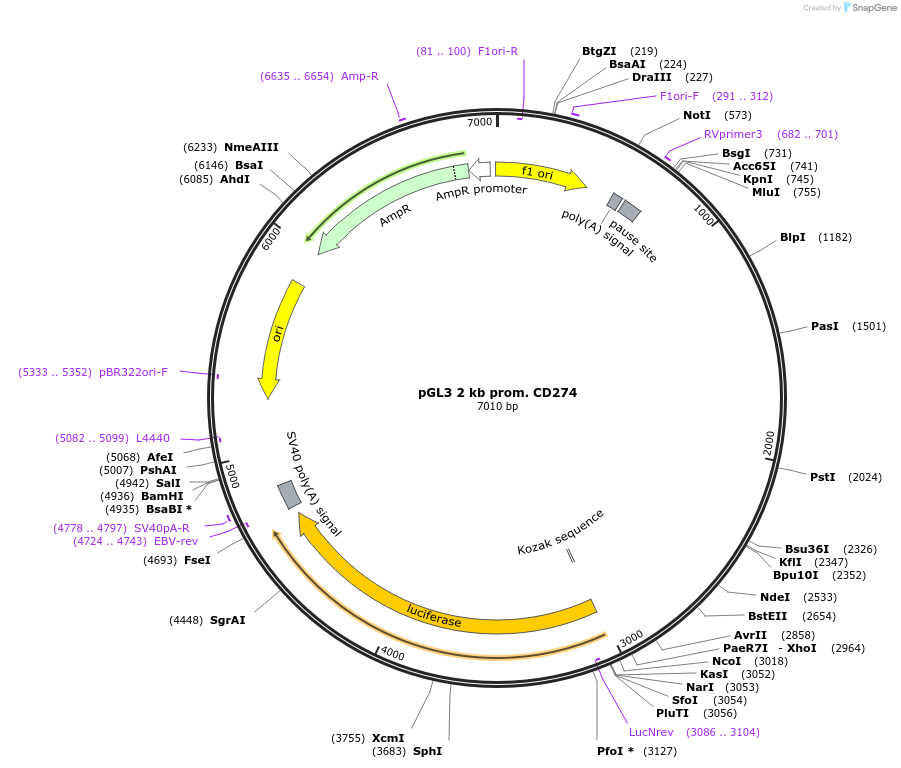107003-plasmid-map-sequence-id-206336