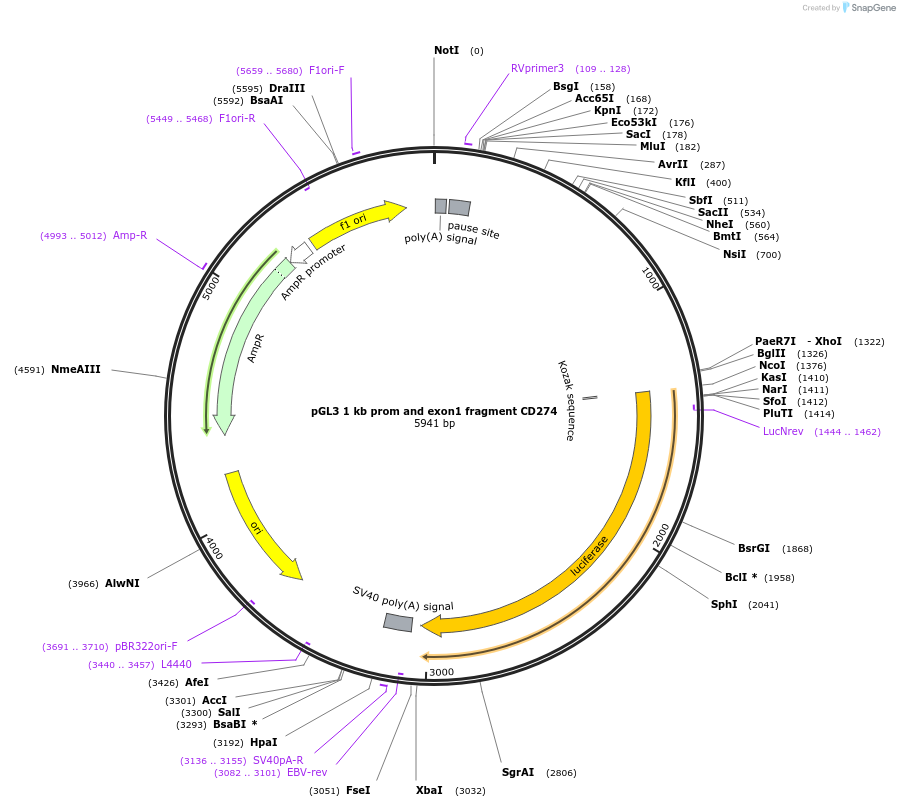 107006-plasmid-map-sequence-id-206337
