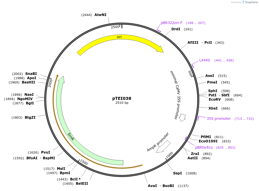 105353-plasmid-map-sequence-id-206341