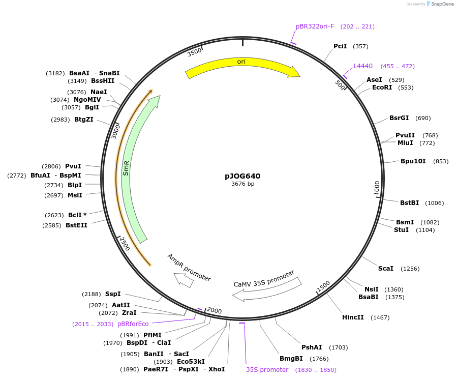 105354-plasmid-map-sequence-id-206353