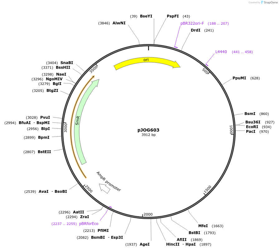 105356-plasmid-map-sequence-id-206355
