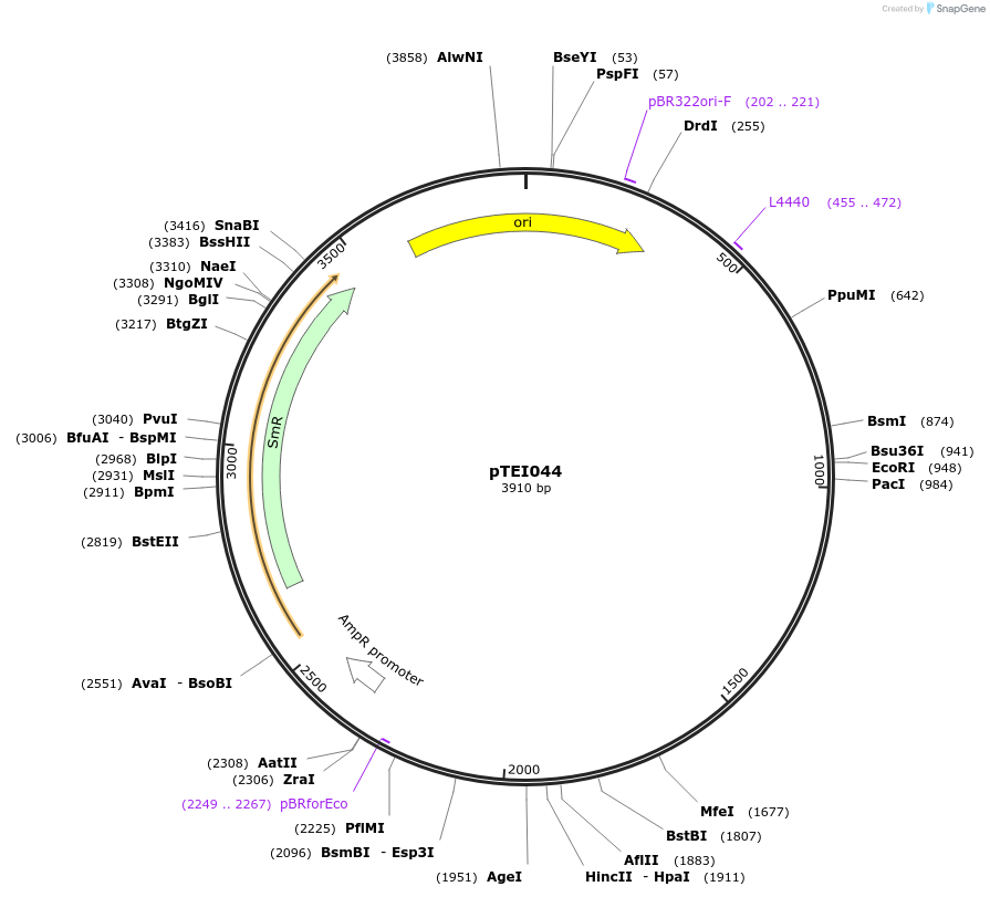 105357-plasmid-map-sequence-id-206356