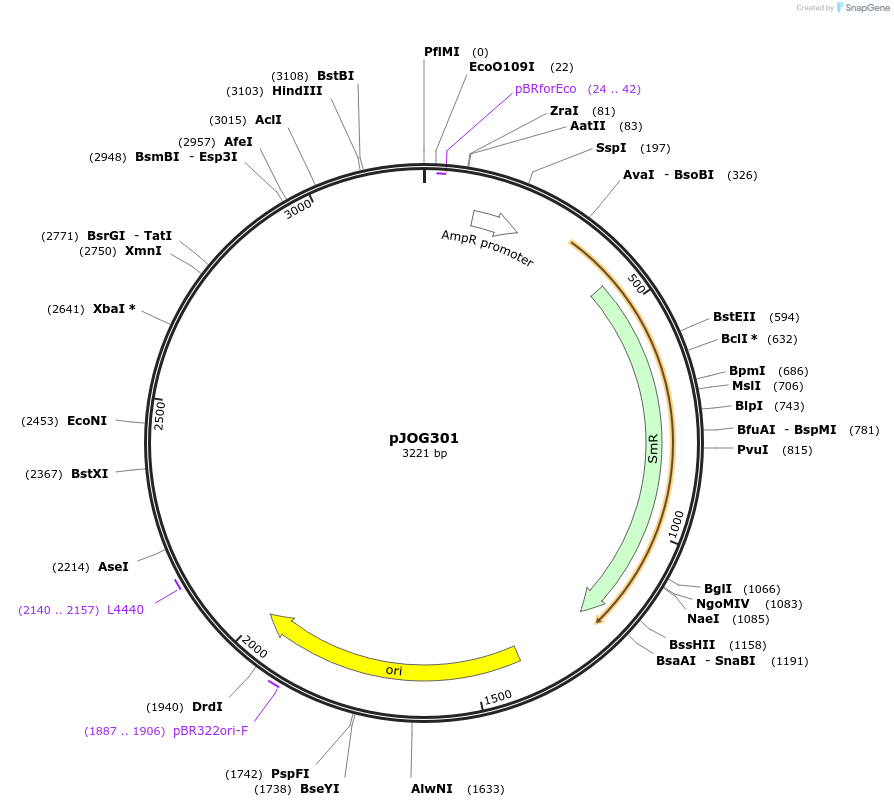 105358-plasmid-map-sequence-id-206357