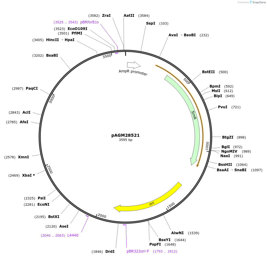 105359-plasmid-map-sequence-id-206358