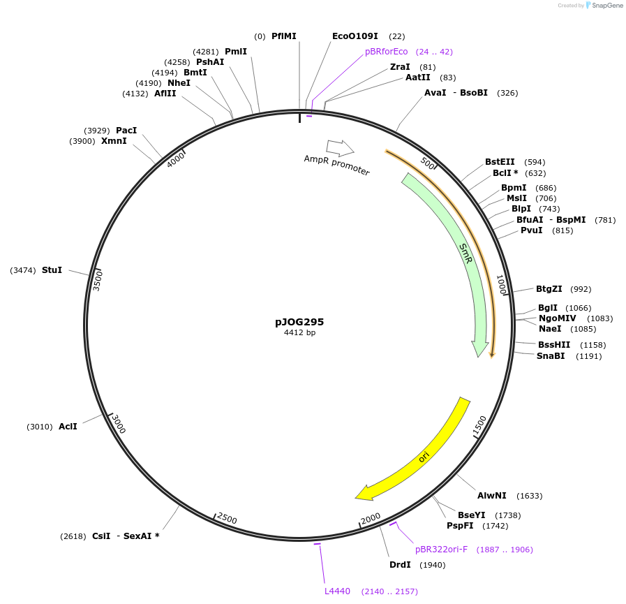 105362-plasmid-map-sequence-id-206360